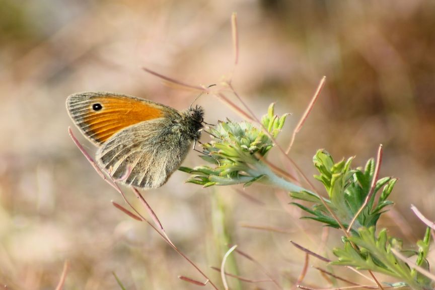 coenonympha o maniola?